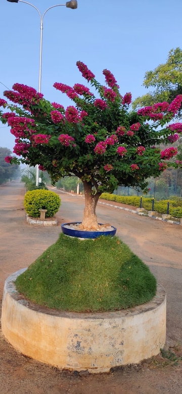  Plot – Garden View at Neemsboro Manavooru, Narayankhed - for Sale