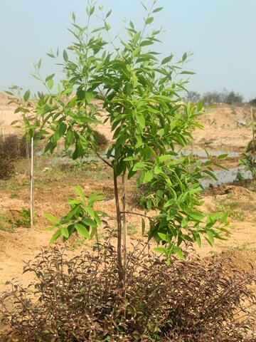 Plot Area in  Plot at Jangaon – for Sale