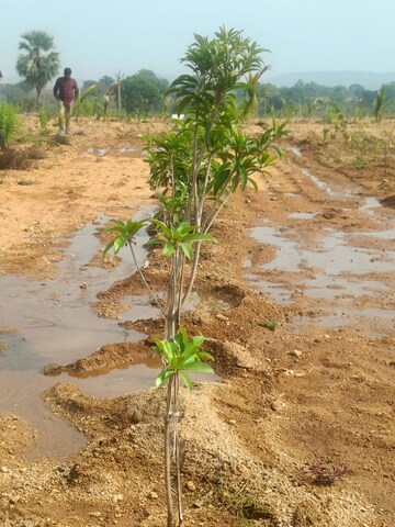 Plot Area in  Plot at Jangaon – for Sale