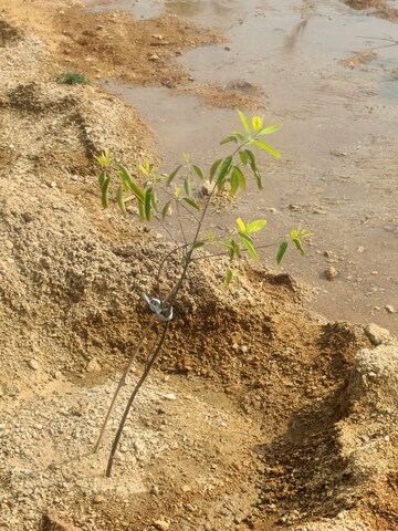 Plot Area in  Plot at Choutuppal – for Sale