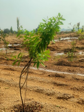 Plot Area in  Plot at Choutuppal – for Sale