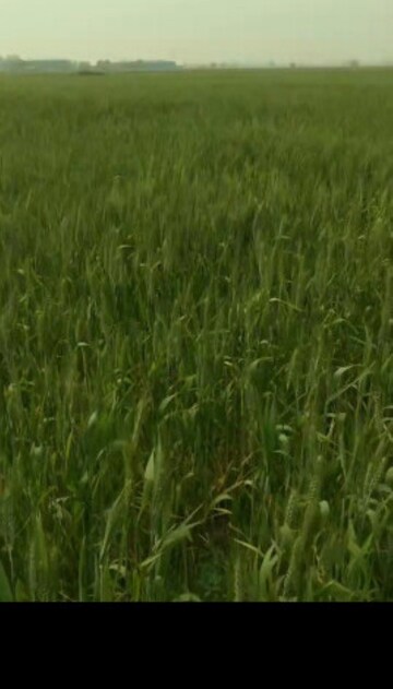 Plot Area in  Plot at Dhansa – for Sale