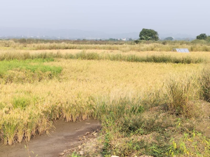 Plot For Sale in Legal Property Developer 