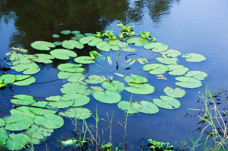 Garden, sri-bhumi-eeshaanya  184 Sq.Yd. Plot In Kankipadu Vijayawada 7952853