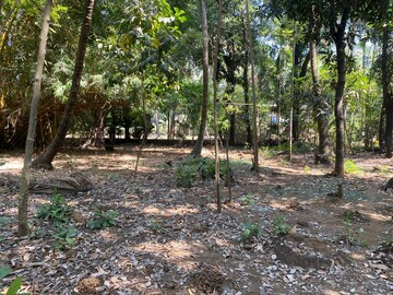  Plot For Sale in Alibag