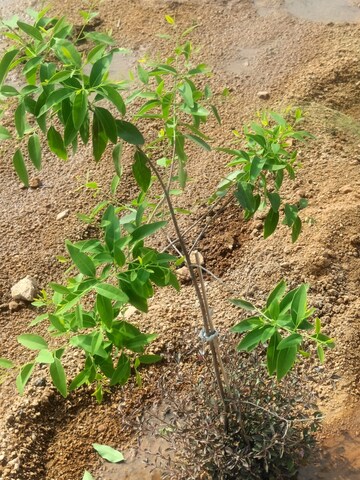  Plot For Sale in Yelahanka New Town