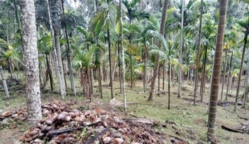  Plot For Sale in Chemperi