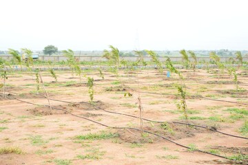 Plot Area in  Plot at Maheshwaram – for Sale
