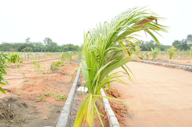 Exterior View, maheshwaram  242 Sq.Yd. Plot In Maheshwaram Hyderabad 7963528