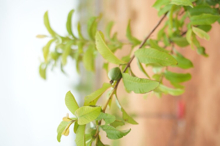 Other, maheshwaram  484 Sq.Yd. Plot In Maheshwaram Hyderabad 7963576