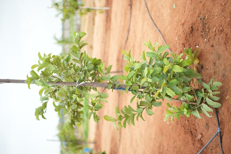 Other, maheshwaram  484 Sq.Yd. Plot In Maheshwaram Hyderabad 7963576