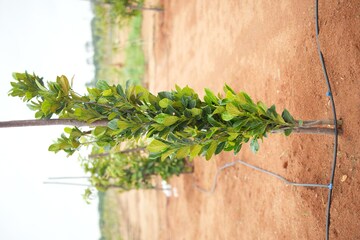  Plot – Garden View at Maheshwaram - for Sale