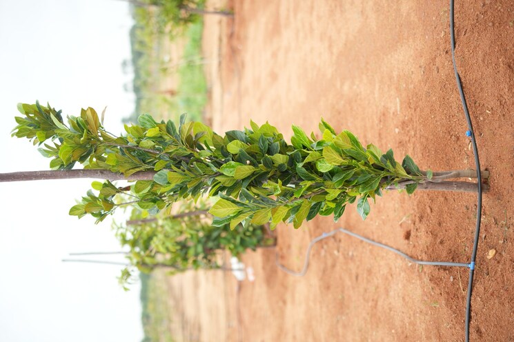 Garden, maheshwaram  484 Sq.Yd. Plot In Maheshwaram Hyderabad 7963576