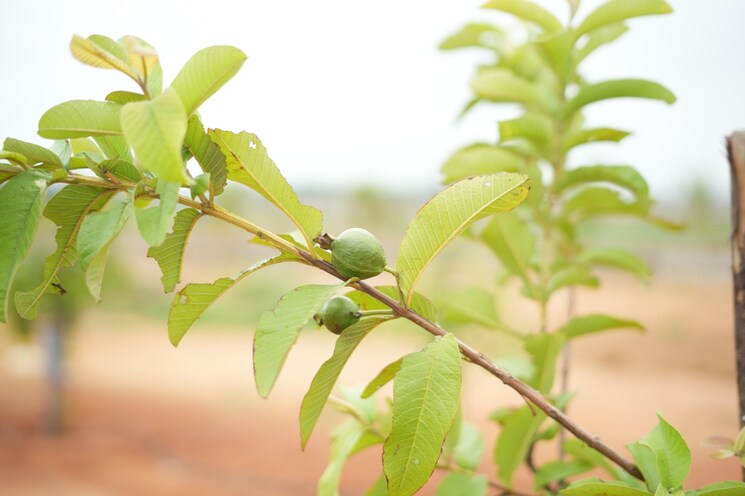 Exterior View, maheshwaram  484 Sq.Yd. Plot In Maheshwaram Hyderabad 7963576