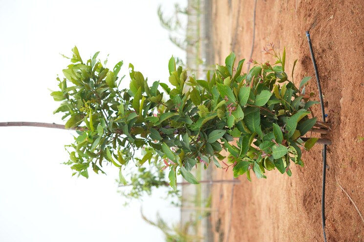 Garden, maheshwaram  484 Sq.Yd. Plot In Maheshwaram Hyderabad 7963576