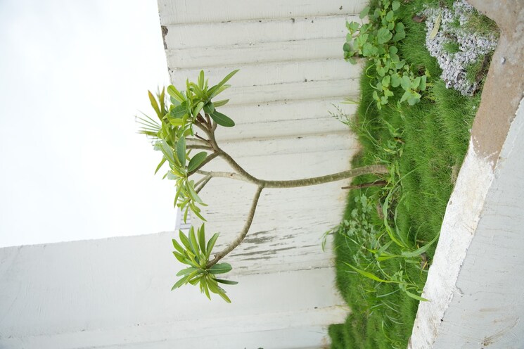 Exterior View, maheshwaram  484 Sq.Yd. Plot In Maheshwaram Hyderabad 7963576