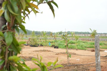  Plot For Sale in Maheshwaram