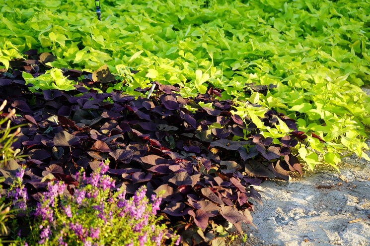 Garden, adithya-homes-kothur  200 Sq.Yd. Plot In Kothur Hyderabad 7964576