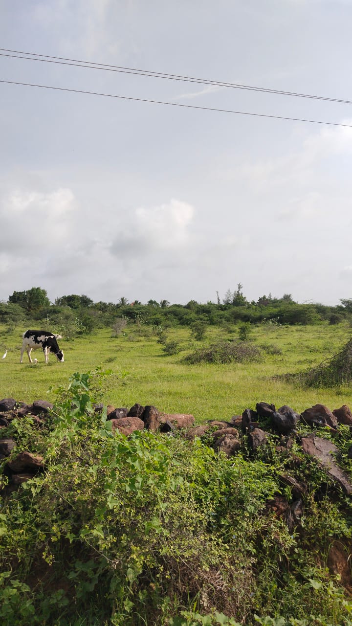 Plot For Sale in Independent Plot Near Div