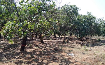 Land For Sale in Tirupati