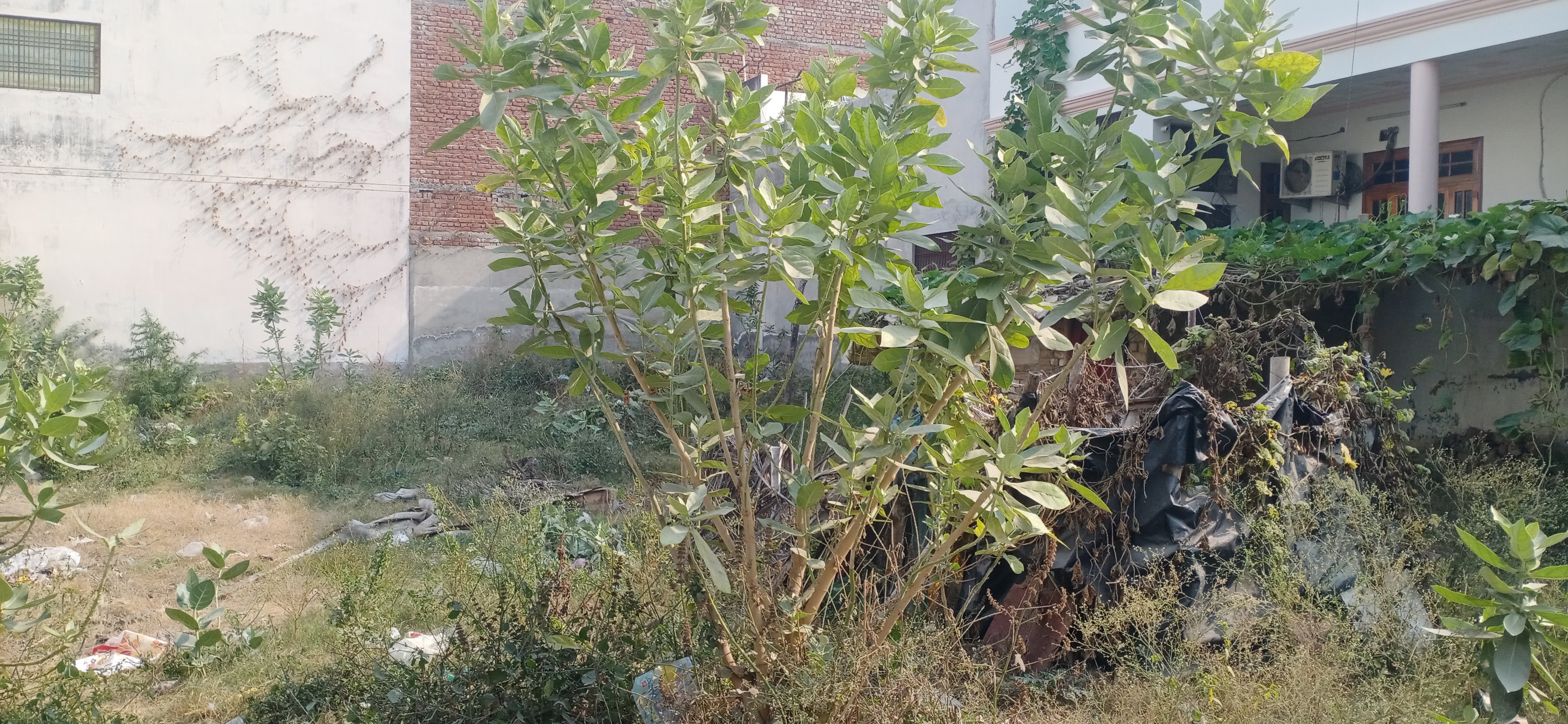 Plot For Sale in Ansal Aashiana