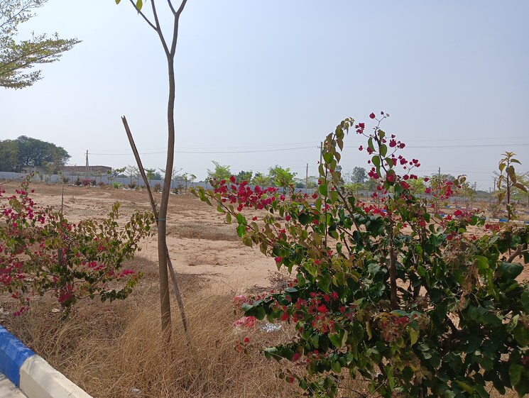 undefined, shamirpet  150 Sq.Yd. Plot In Shamirpet Hyderabad 7975089