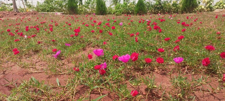 Garden, sri-bhumi-eeshaanya  350 Sq.Yd. Plot In Kankipadu Vijayawada 7976044