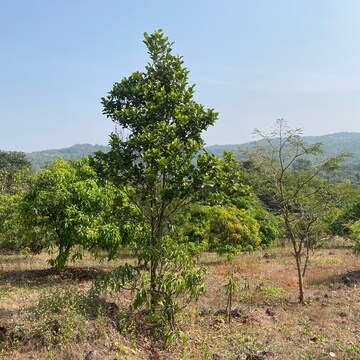Plot Area in  Plot at Shirdhon – for Sale