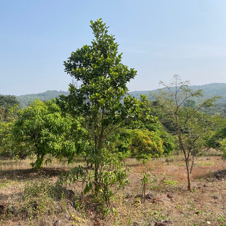 undefined, shirdhon  2000 Sq.Ft. Plot In Shirdhon Raigad 7979379