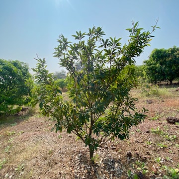 Plot Area in  Plot at Shirdhon – for Sale