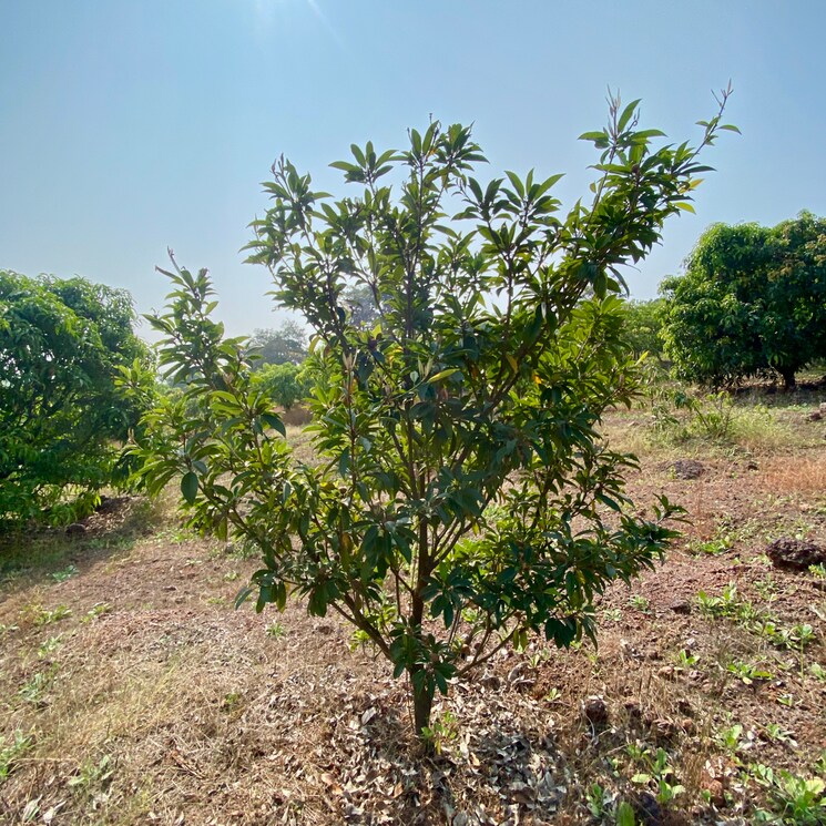 undefined, shirdhon  2000 Sq.Ft. Plot In Shirdhon Raigad 7979379