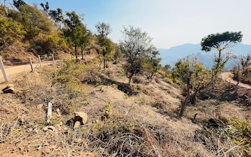 Plot For Sale in Morni
