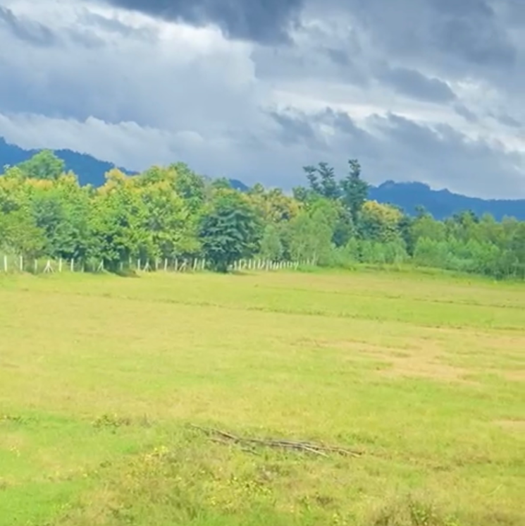 Garden, dehradun cantt  250 Sq.Yd. Plot In Dehradun Cantt Dehradun 7981507