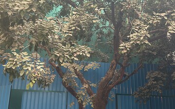 Plot For Sale in Yashvi Golden Gate Residency, Farukh Nagar