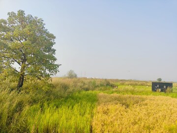 Plot Area in  Plot at Pisarve – for Sale
