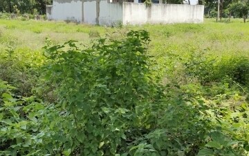 Plot For Sale in Upsidc Site B