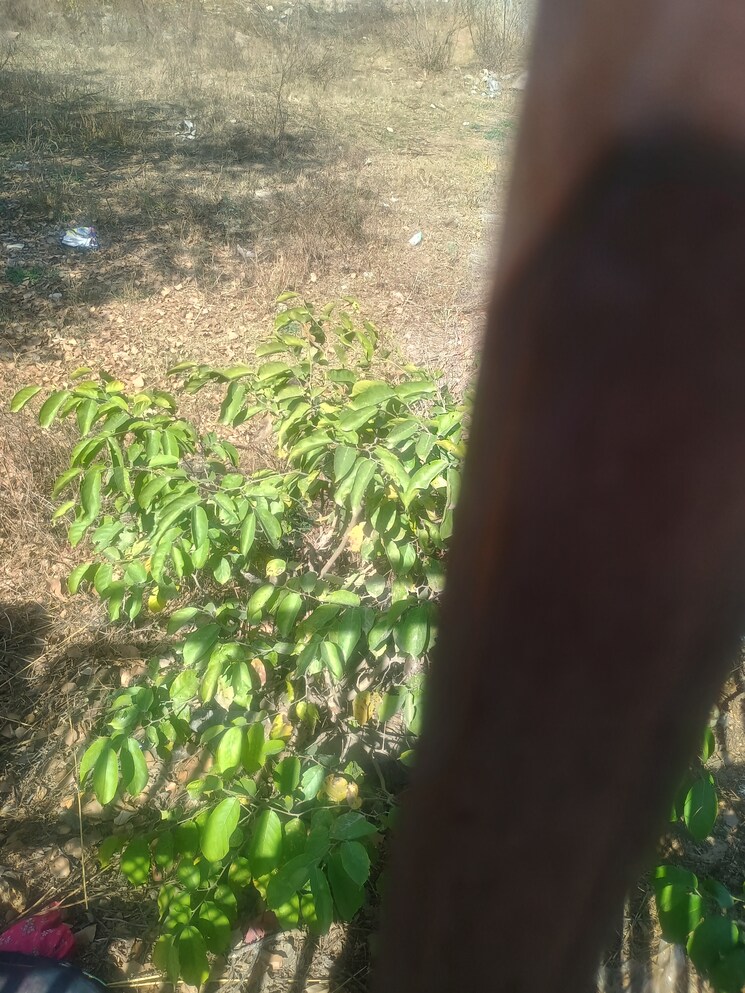 Garden, gandhi path  333 Sq.Yd. Plot In Gandhi Path Jaipur 7983639