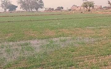 Land For Sale in Barwala