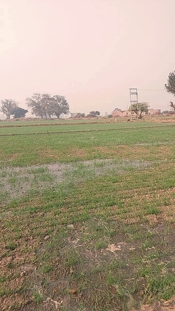 Commercial Land 15 Acre For Resale in Ellenabad Sirsa  7984236