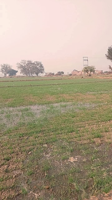 Commercial Land 12 Acre For Resale in Hisar Cantt Hisar  7984243