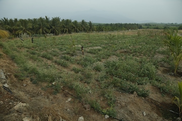 Plot For Resale in Sirumugai Coimbatore  7984508