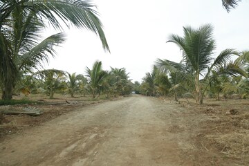 Plot Area in  Plot at Sirumugai – for Sale