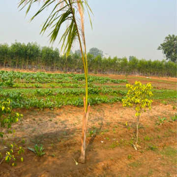 Plot Area in  Land at Sultanpur – for Sale