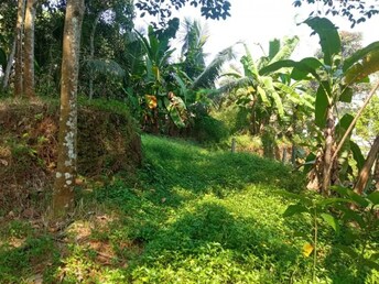 Plot For Resale in Perumbavoor Kochi  7989494