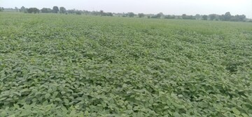 Plot Area in  Plot at Sudarshan Amrit Homes, Sector 88 – for Sale