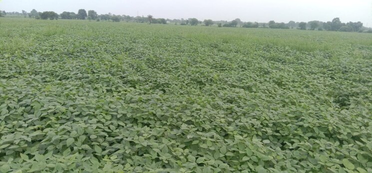 undefined, sudarshan-amrit-homes  500 Sq.Yd. Plot In Sector 88 Faridabad 7990533