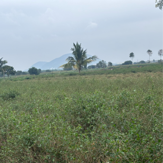 Commercial Land 1200 Sq.Ft. For Resale in Nidamanuru Vijayawada  7991747