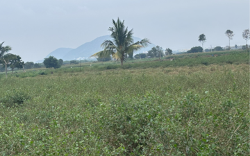 Land For Sale in Nidamanuru