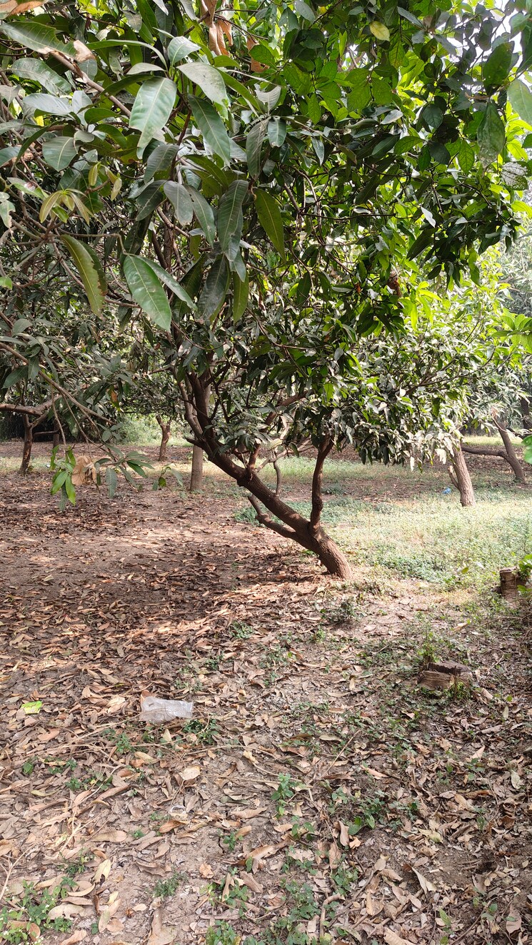 undefined, palsana Commercial Land 22500 Sq.Ft. In Palsana Surat 7993258