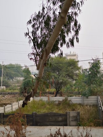 Commercial Land 200 Sq.Yd. For Rent in Bundi Road Kota  7991456